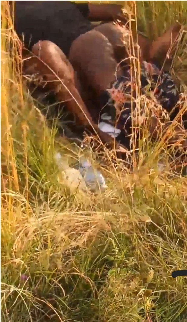 Guy Having Sex In The Bush With Horny Girl (18+)