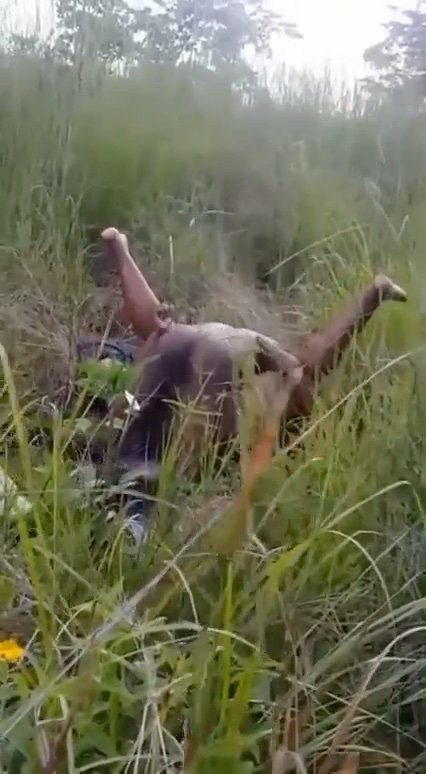 Trapped in the bush latest leaktape